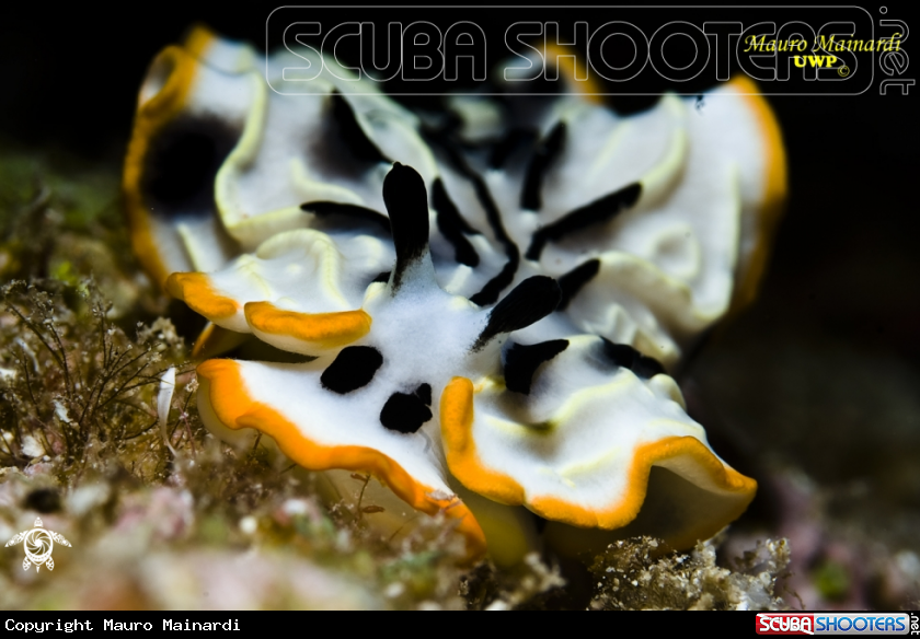 A Nudibranch
