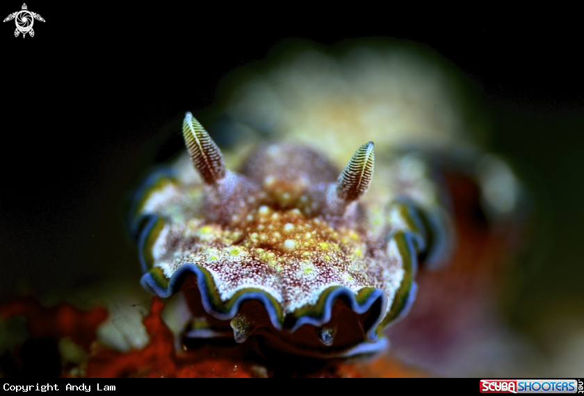 A Nudi