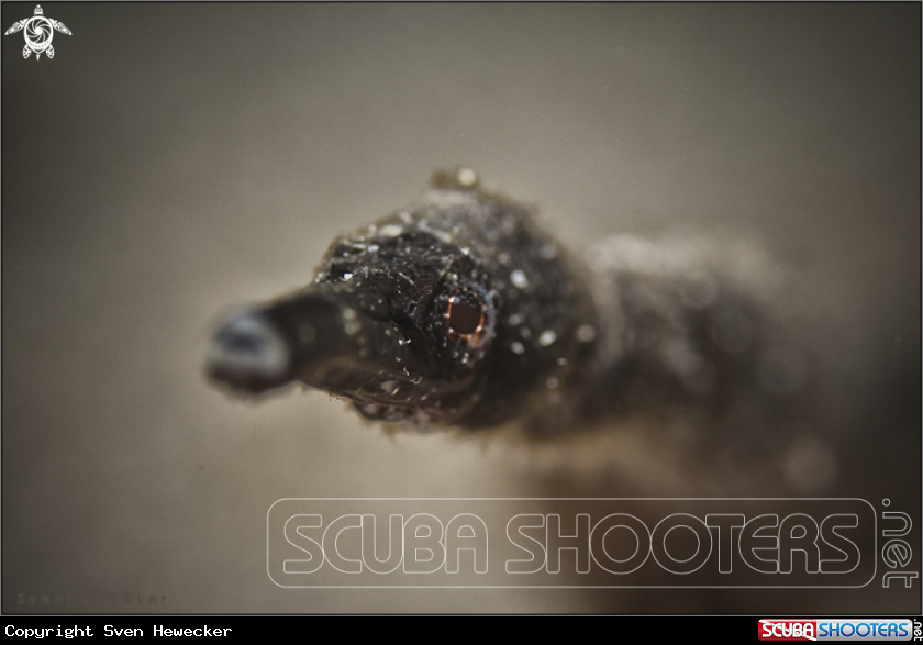 A Schultz's Pipefish