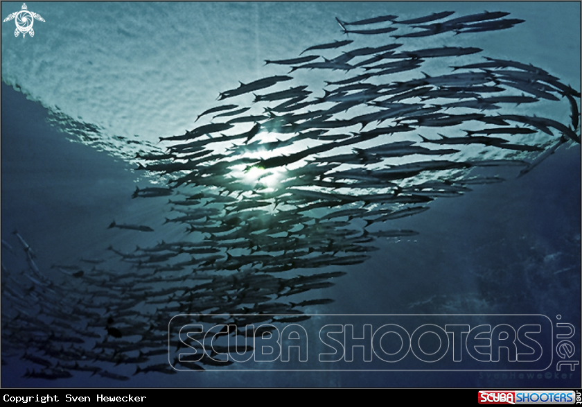 A Sharpfin barracuda