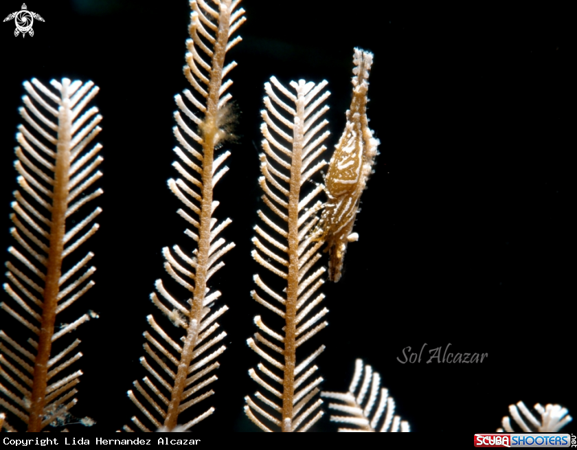 A hydroid with commensal shrimp