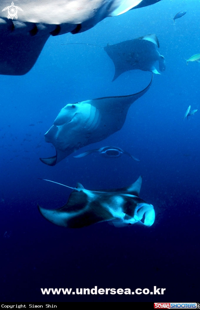 A Mantaray