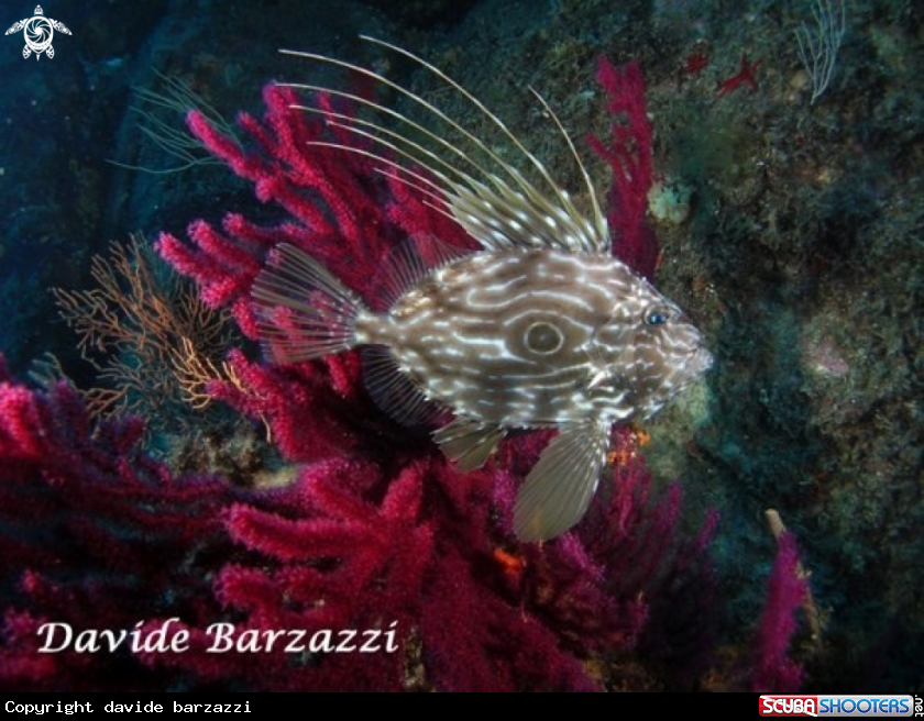 A Sain Peter's Fish