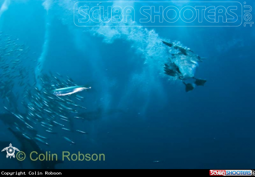 A Sardine