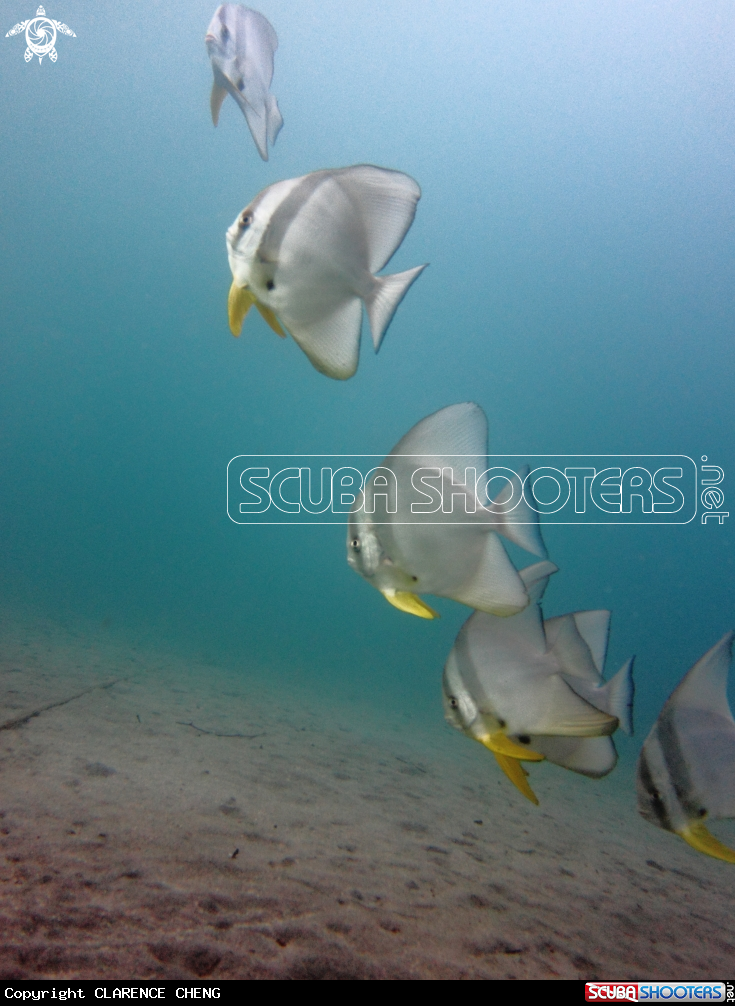A Batfish