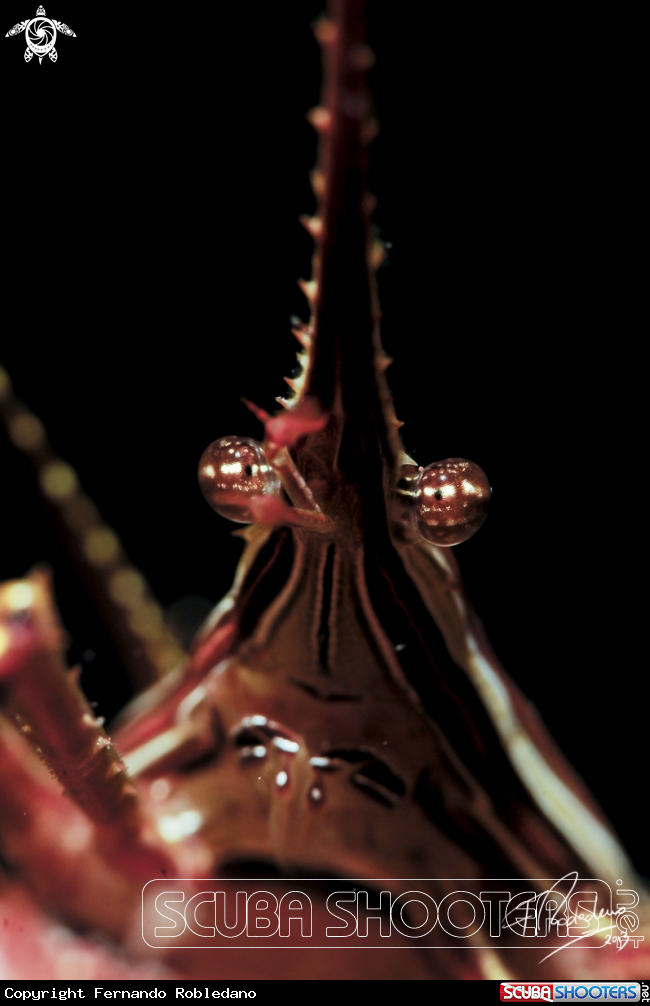 A Arrow Crab 
