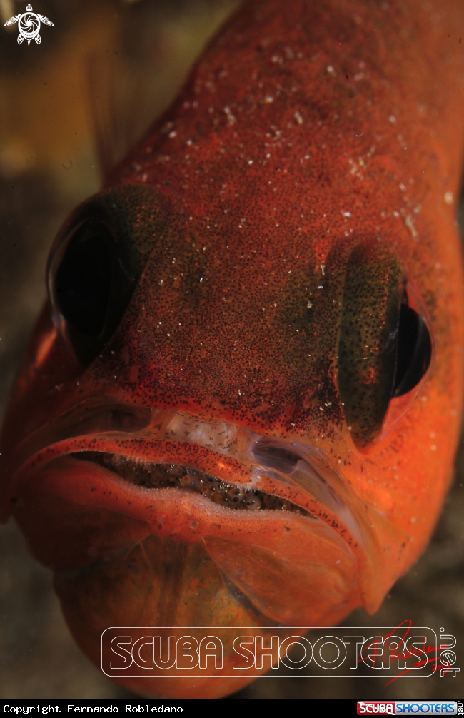 A Cardinal fish