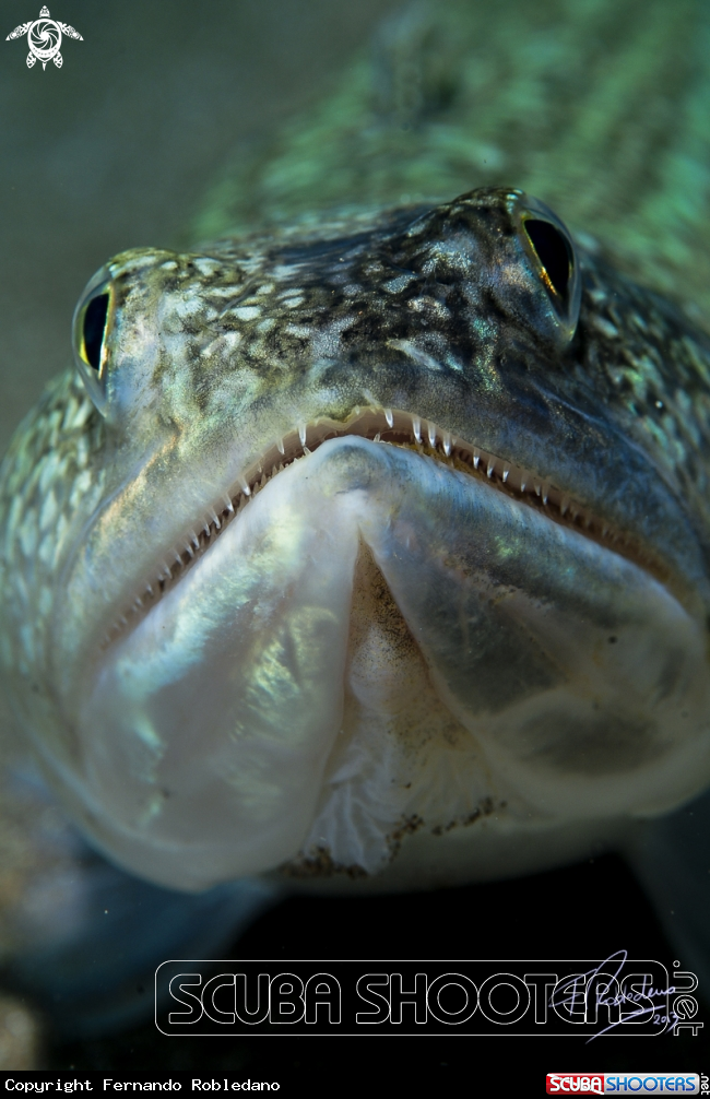 A Atlantic lizardfish 