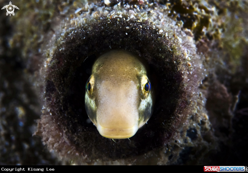 A blenny