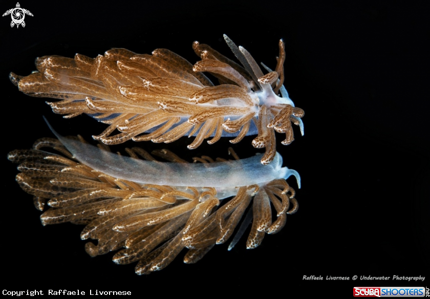 A Nudibranch
