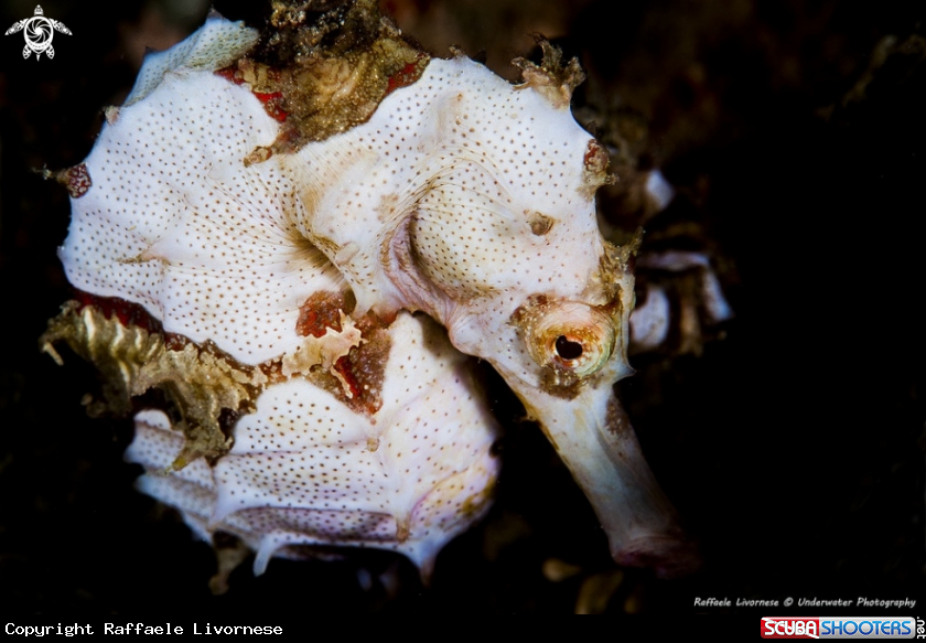 A Seahorse