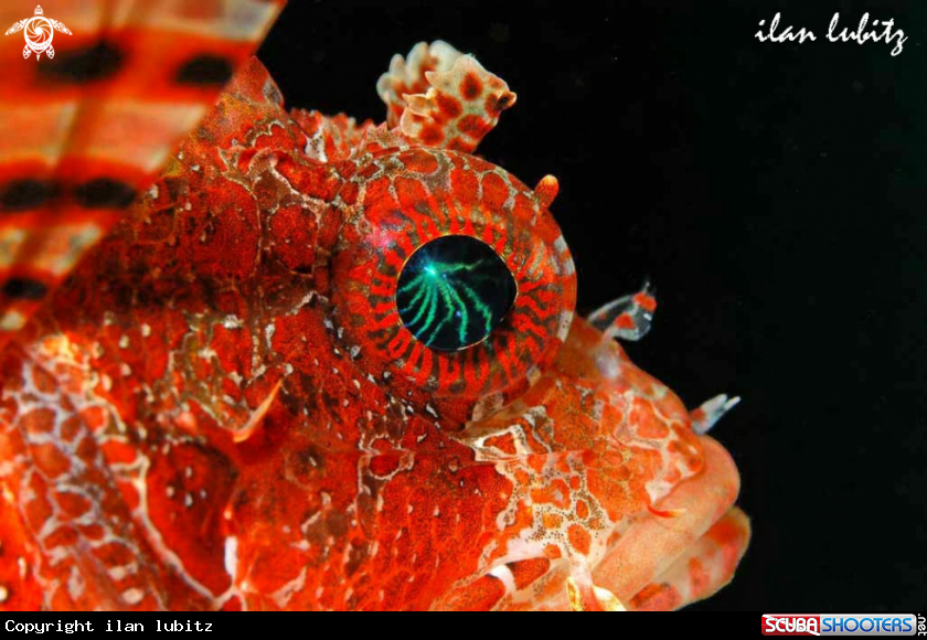 A lion fish