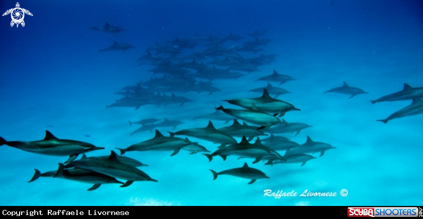 A Dolphins