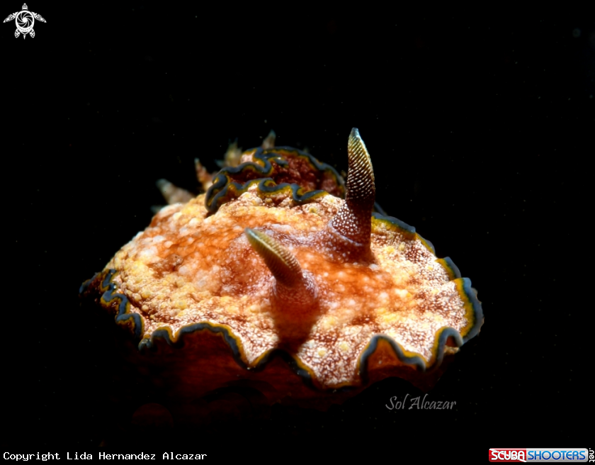 A glossodoris cincta