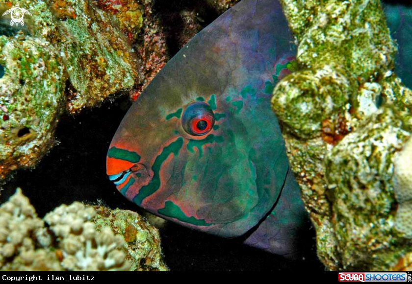 A parrot fish