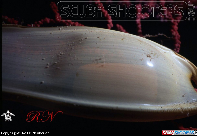 A sharks egg