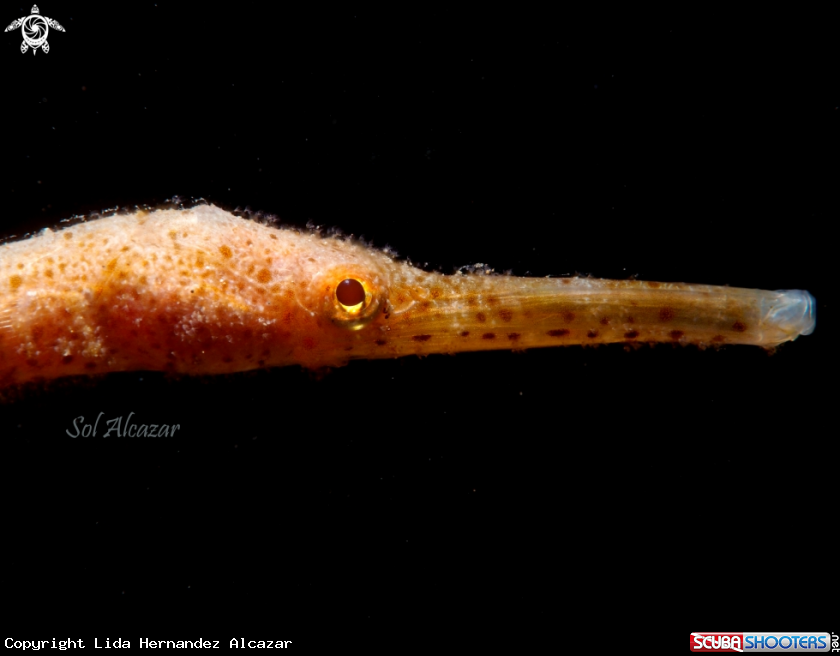 A pipefish