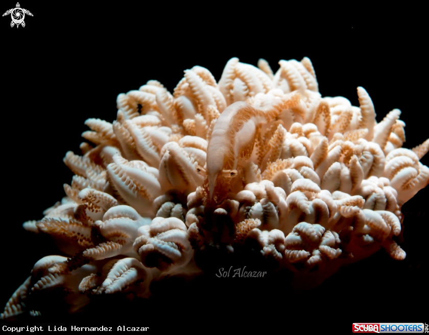 A xenia shrimp