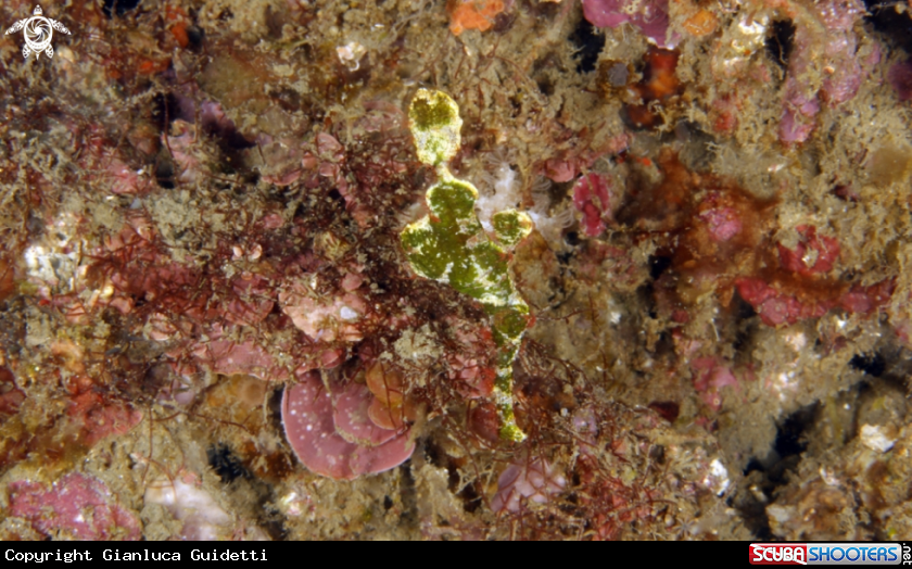 A underwater creature