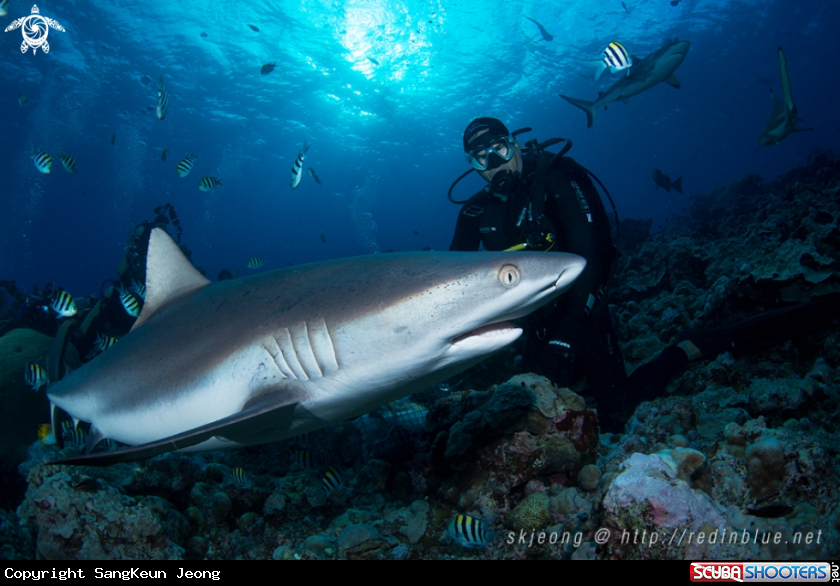 A Grey reef shark