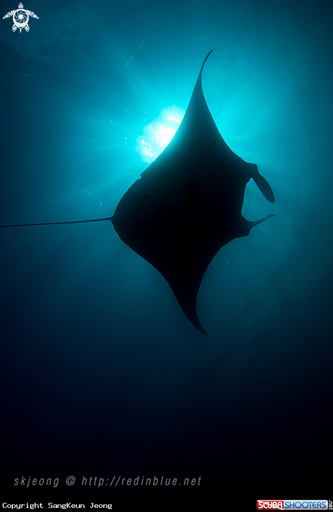 A Manta ray