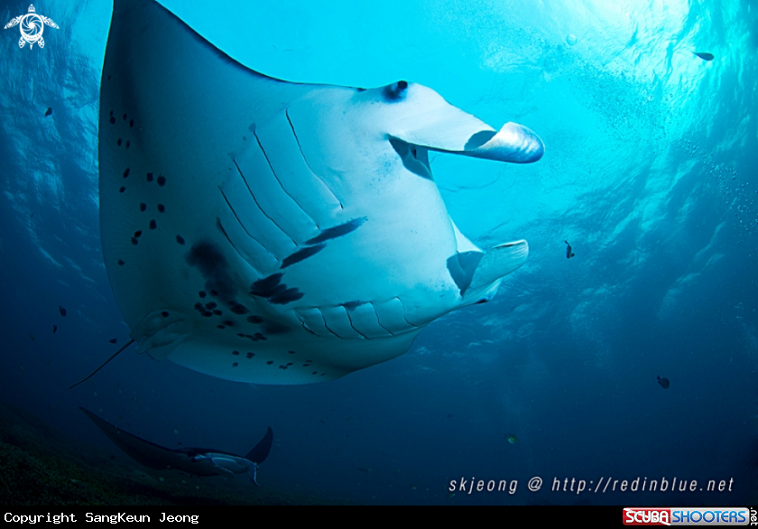 A Manta ray