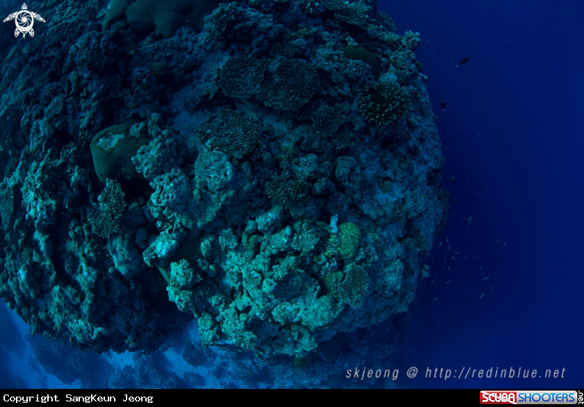 A Reef