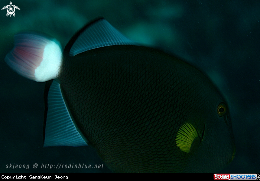A Surgenfish