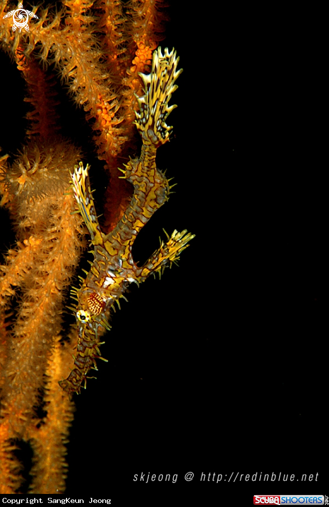 A Ghost pipefish
