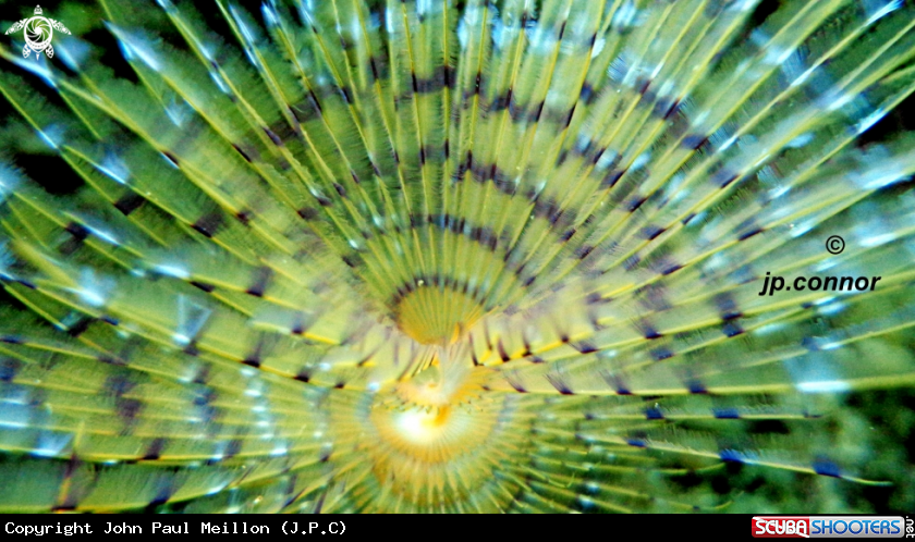 A Spirographe