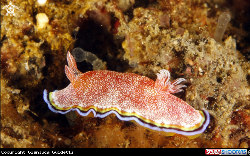 A underwater creature