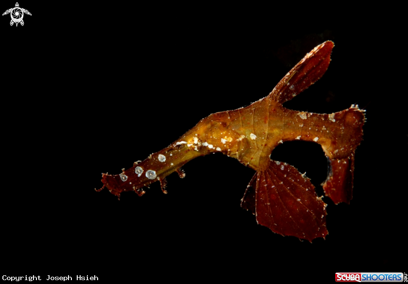 A Robust Ghostpipefish