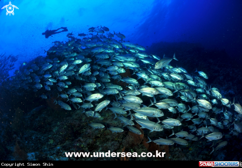 A Jackfish
