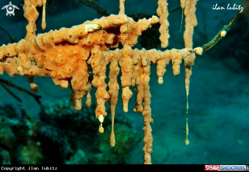 A sponges
