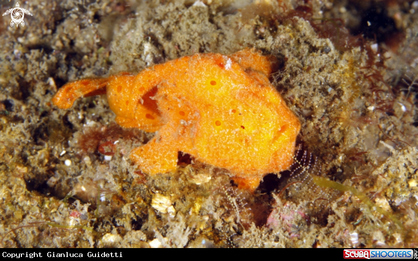 A underwater creature