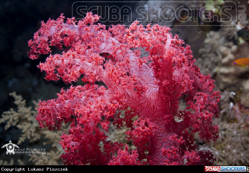 A Soft corals