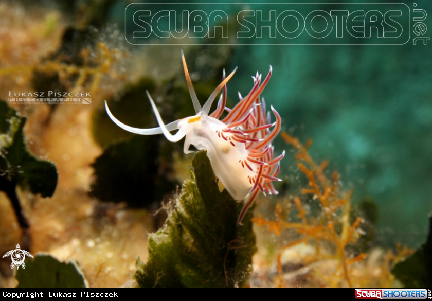 A Cratena peregrina