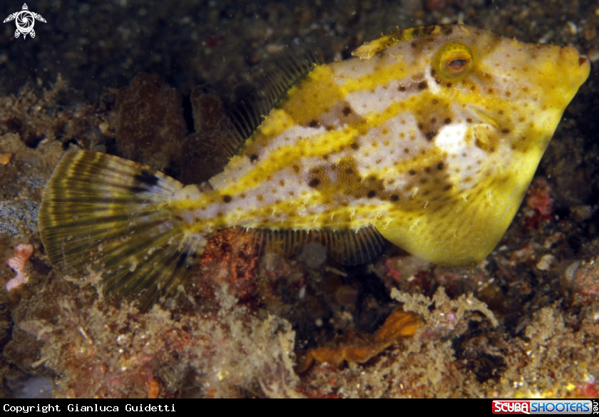 A underwater creature