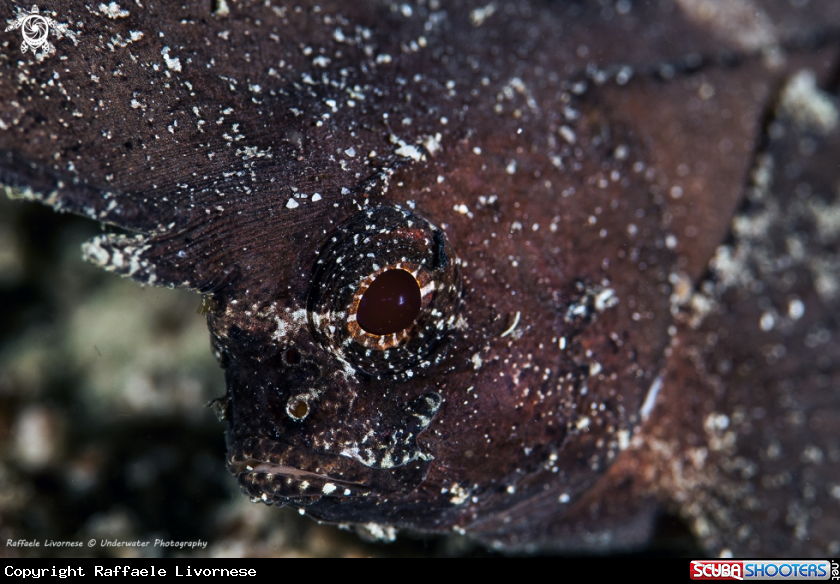 A Leaf fish