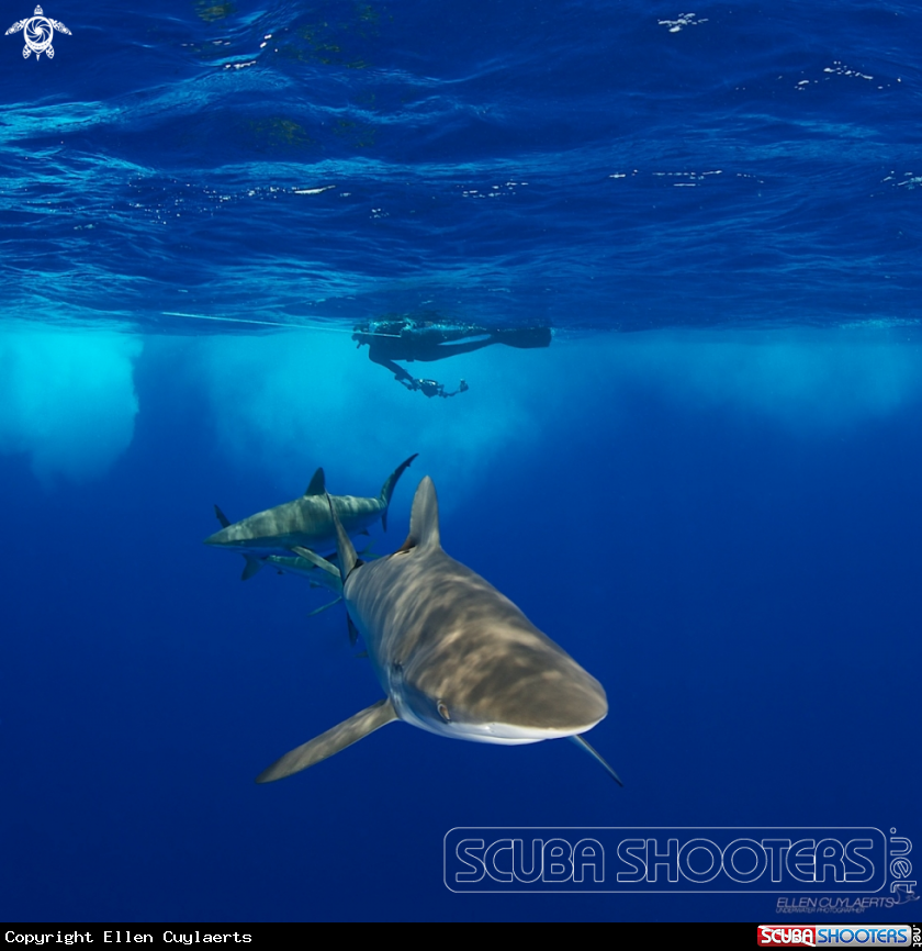 A Sliky shark