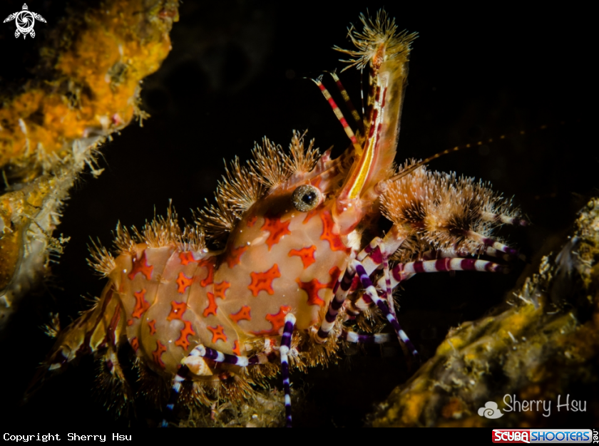 A Saron Shrimp