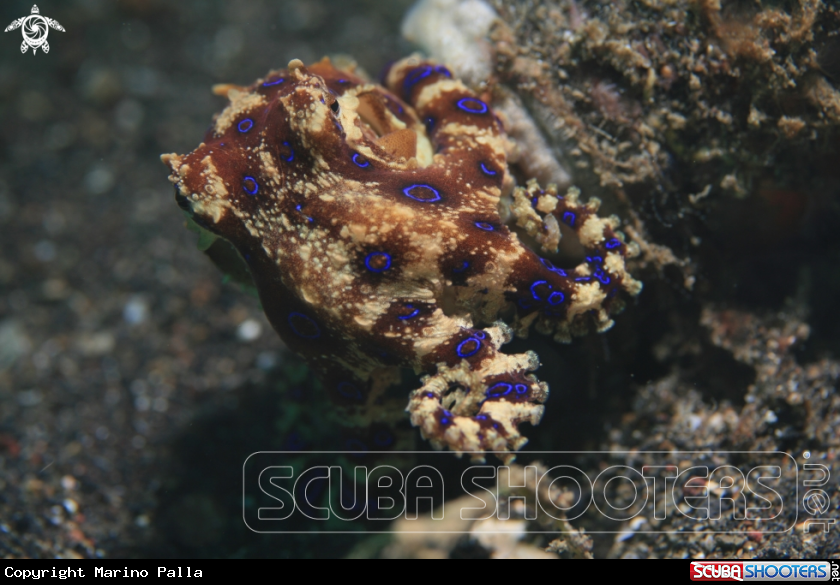 A Blue Ring Octopus