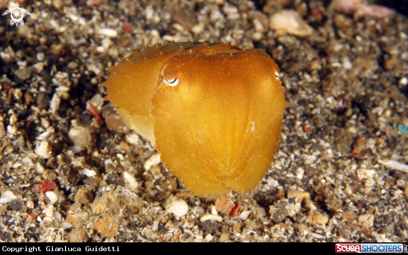 A underwater creature