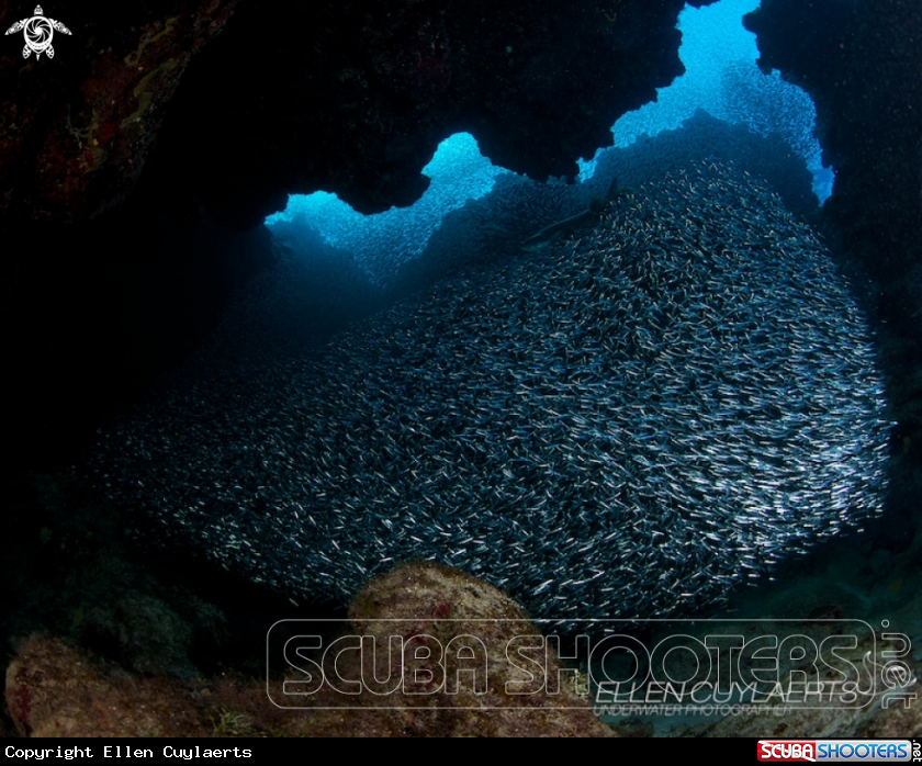 A silversides 