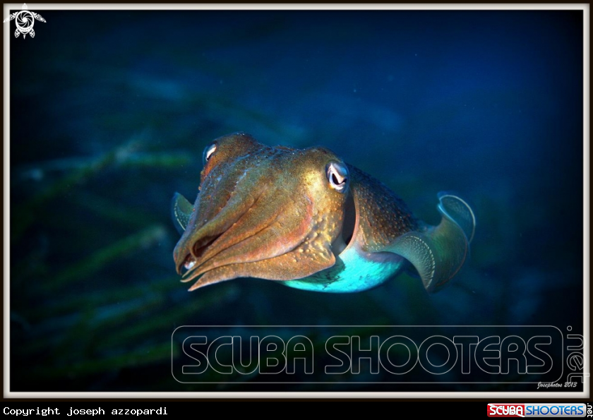 A cuttlefish