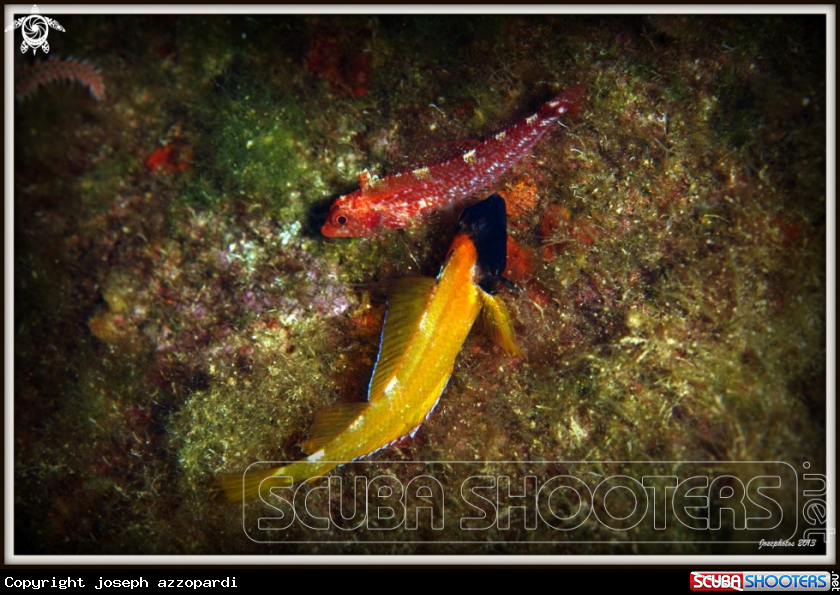 A Black headed blenny