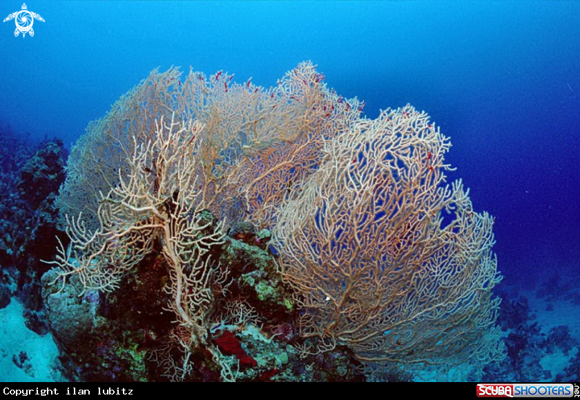 A stony coral
