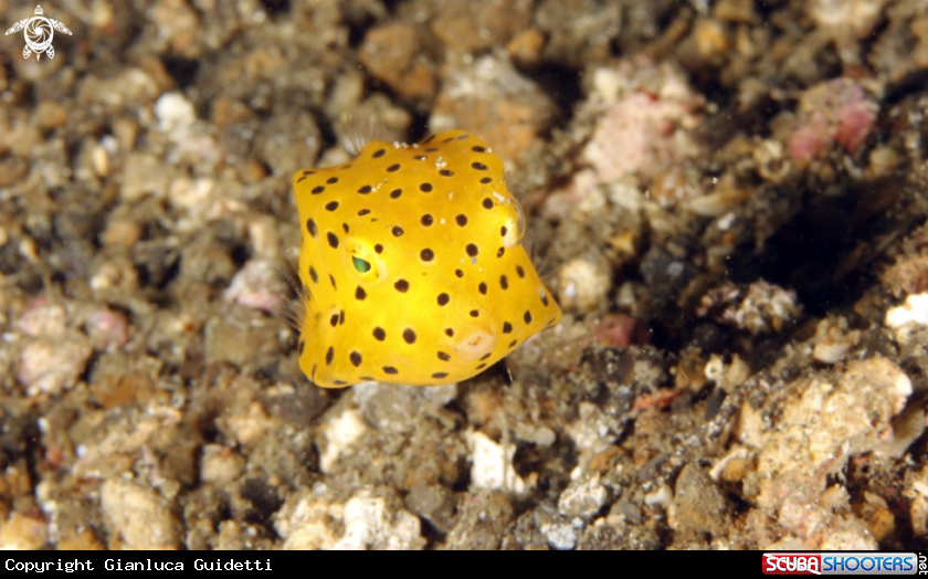 A underwater creature
