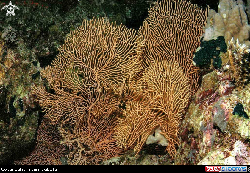 A stony coral