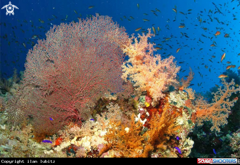 A stony coral